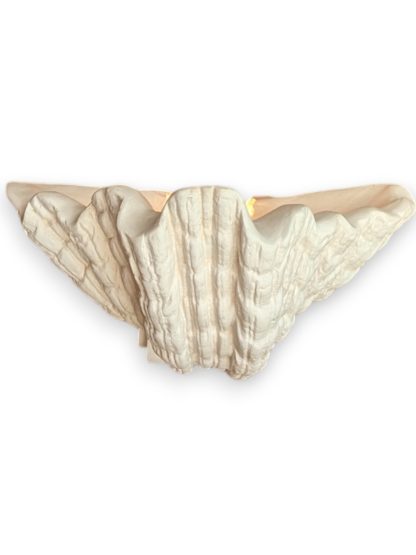 White Plaster Scallop Sconce by Dogfork Lamp Arts